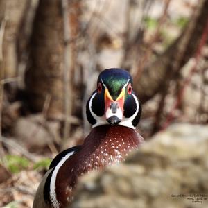 Wood Duck