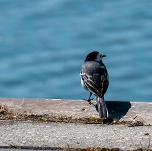White Wagtail