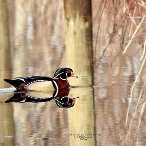 Wood Duck