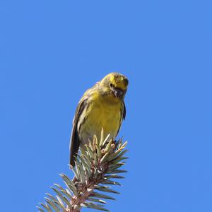 European Serin