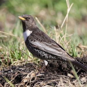 Ring Ouzel