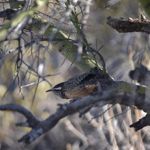 Cactus Wren