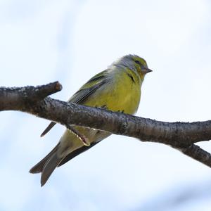 Alpine Citril Finch