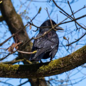 Carrion Crow