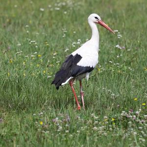 Weißstorch