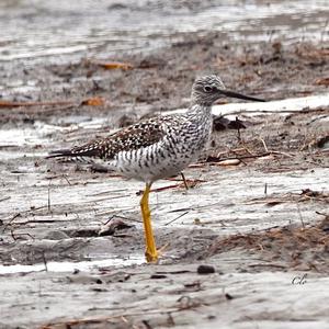 Greater Yellowlegs