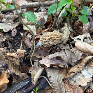 Yellow Morel