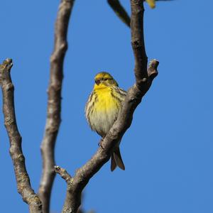 European Serin