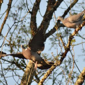 Common Wood-pigeon