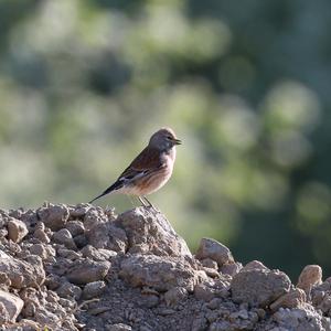 Eurasian Linnet