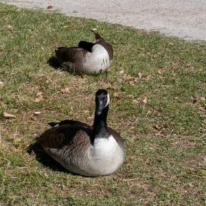 Canada Goose