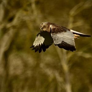 Western Marsh-harrier