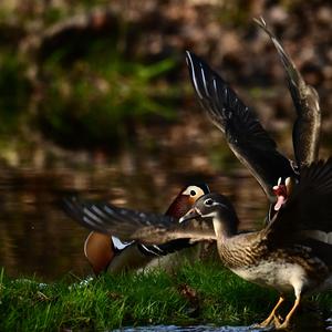 Mandarin Duck