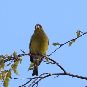 European Greenfinch
