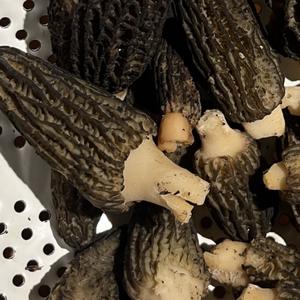 Black Morel