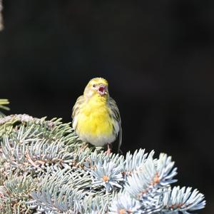 European Serin