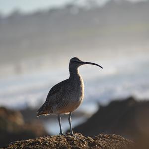 Whimbrel