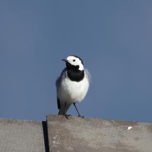 White Wagtail