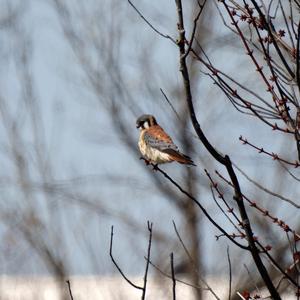 American Kestrel