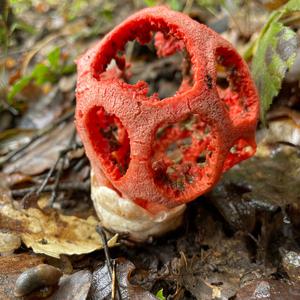 Red Cage Fungus