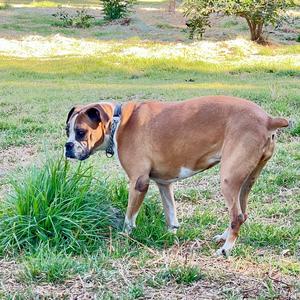 Boxer