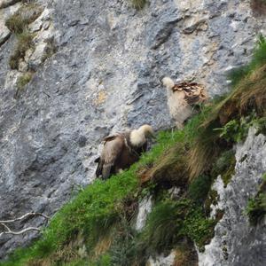 Griffon Vulture