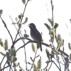 Eurasian Wryneck