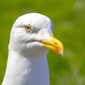 Kaliforniermöwe