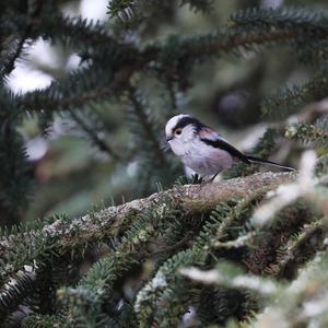 Long-tailed Tit