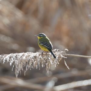 Yellow Wagtail
