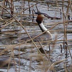 Great Crested Grebe