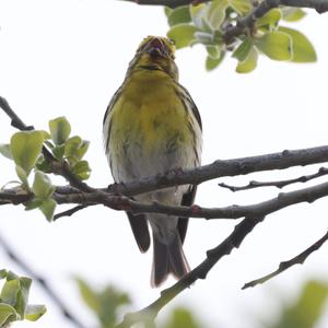 European Serin