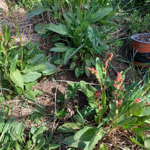 Sorrel (Common)