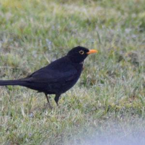 Amsel