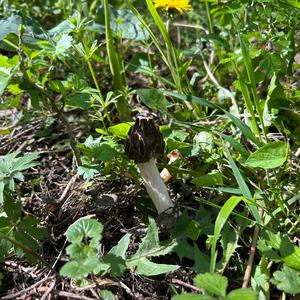 Half-free Morel