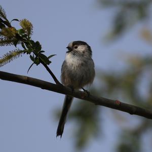 Long-tailed Tit