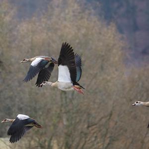 Egyptian Goose