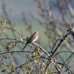 Eurasian Wryneck