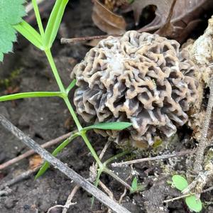Yellow Morel