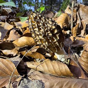 Black Morel