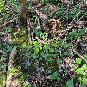 Yellow Morel