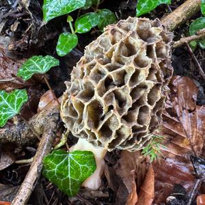 Yellow Morel