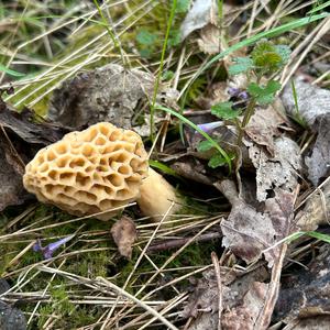 Yellow Morel