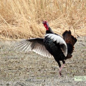 Wild Turkey