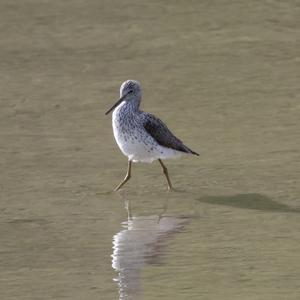 Common Greenshank