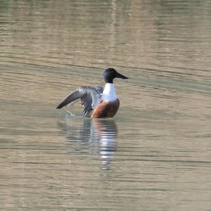 Northern Shoveler
