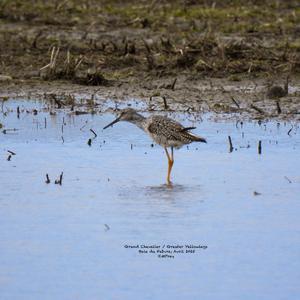 Greater Yellowlegs