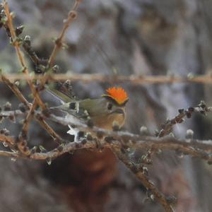 Firecrest