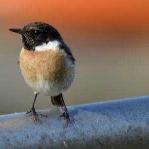 Europäisches Schwarzkehlchen