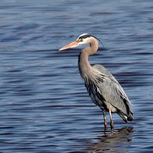 Great Blue Heron
